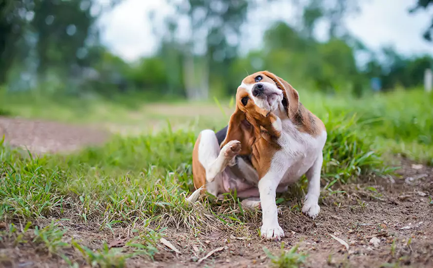 Our Proven Flea Infestation Treatment in El Cajon