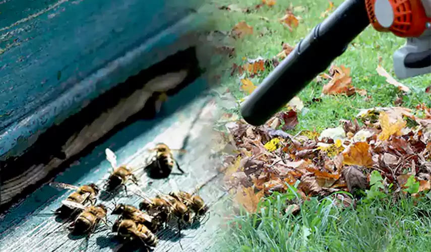 Wasps Pest Control El Cajon, CA