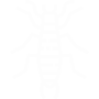 Earwigs Pest Control El Cajon, CA