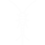 Silverfish Pest Control El Cajon, California
