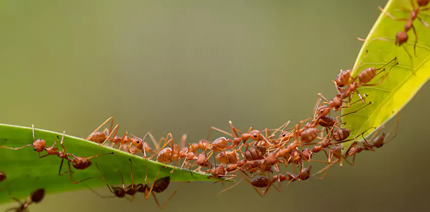 ant-control in El Cajon, CA