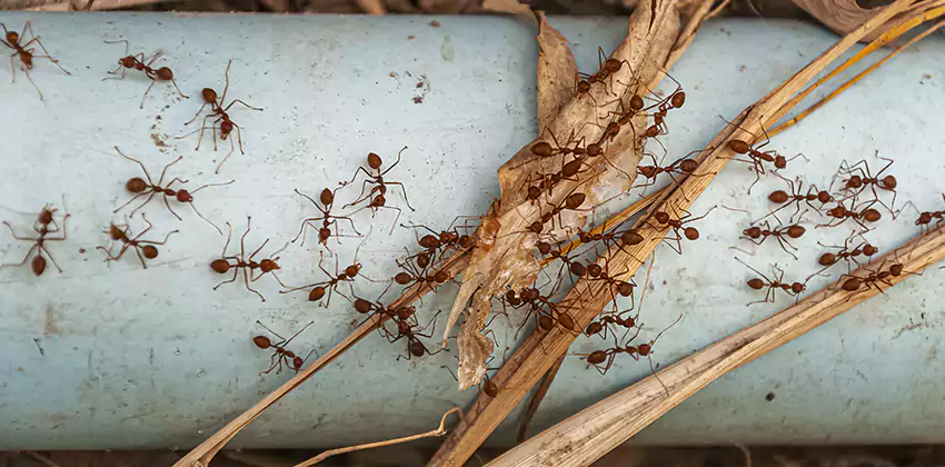 Fire Ant Extermination in Yards, Parks, and Outdoor Spaces El Cajon, CA