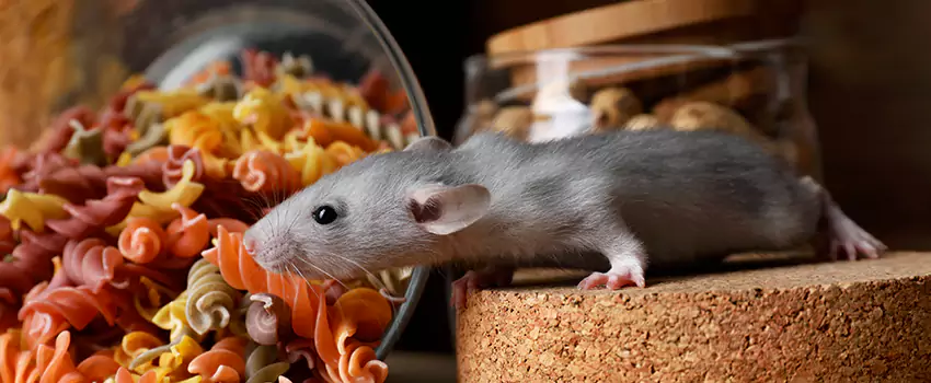 Rodent Extermination for Families with Children & Pets El Cajon, CA