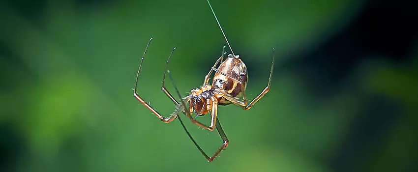 Spider and Mosquito Control Solutions El Cajon, CA