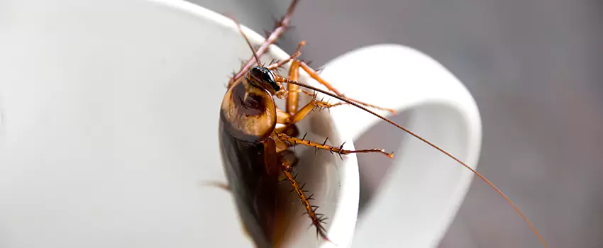 cockroach-pest-control in El Cajon, CA