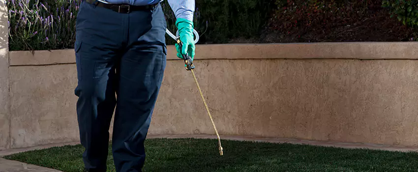 flea-treatment in El Cajon, CA