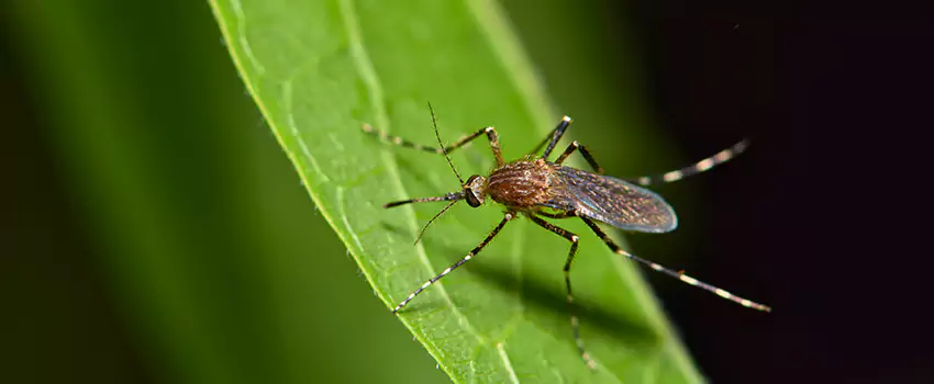 mosquito-treatment in El Cajon, CA