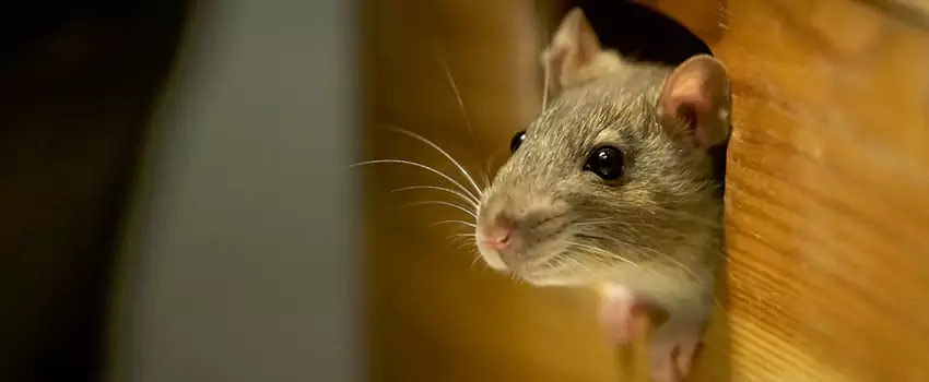 rodent-control in El Cajon, CA