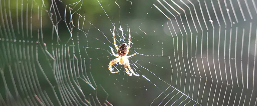 spider-pest-control in El Cajon, CA