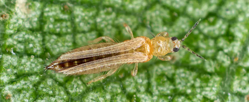 thrips-treatment in El Cajon, CA