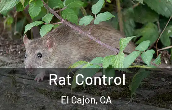  Rat Control El Cajon, CA