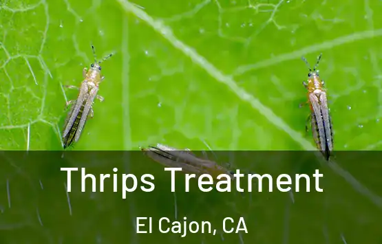  Thrips Treatment El Cajon, CA